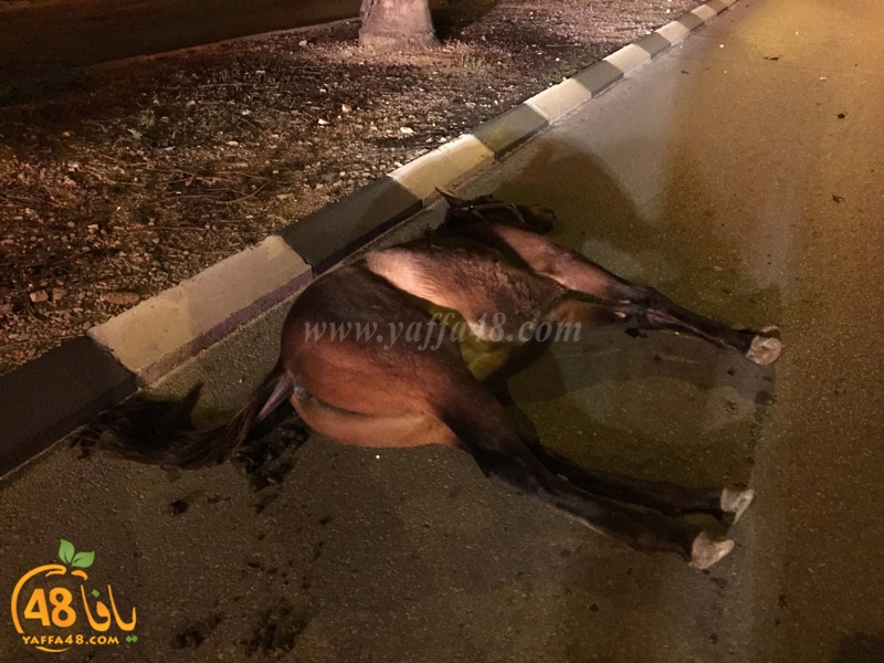 horse yeaffa (2).jpg